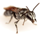 An Australian cloaked bee